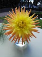 AnnyJ-1-20201606-bewerkte dahlia-1