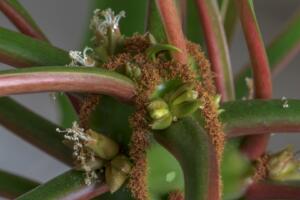 HenkD-1: twee foto's gemaakt met mijn nieuwe macrolens, foto 1 is van een euphorbia 