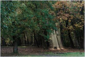 Roeland-1: Mooie bundel zonneharpen in de bossen 