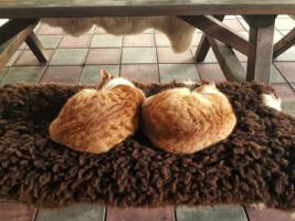 RuutD-2: op een koude dag 2 slapende katjes bij de Ruurhoeve
