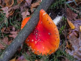 Ludwig-2-LE-20201119 IMG 0569